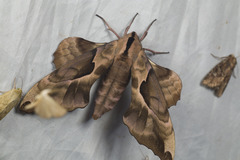 Phyllosphingia