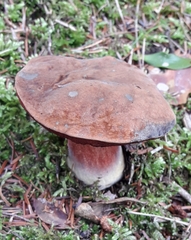 Neoboletus