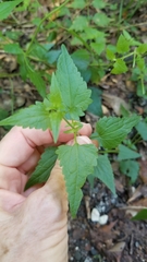 Fleischmannia incarnata