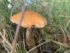 Suillus grevillei