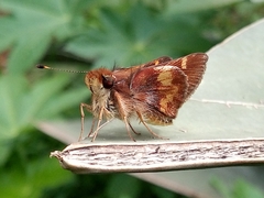 Lon melane vitellina