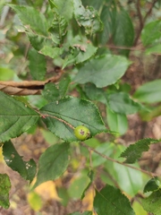 Crataegus cuneata