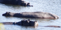 Hippopotamus amphibius