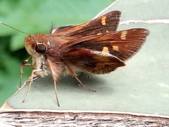 Lon melane vitellina