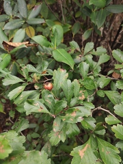 Crataegus cuneata