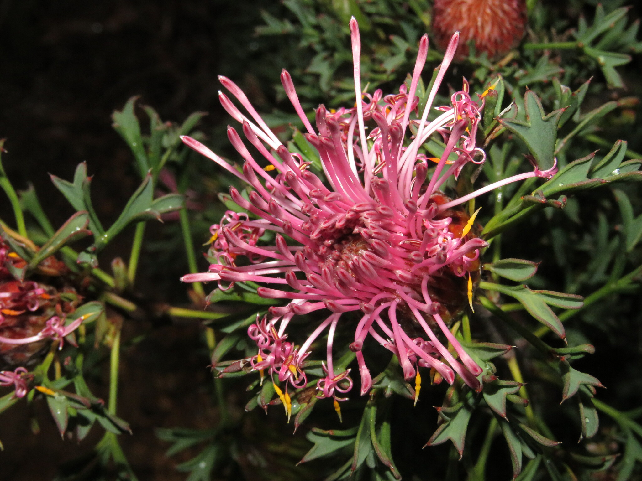 Isopogon dubius