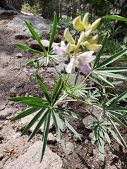 Lupinus hyacinthinus