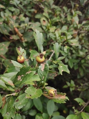 Crataegus cuneata