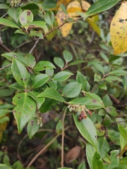 Vaccinium bracteatum