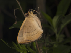 Lepidoptera