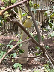 Setophaga petechia aureola