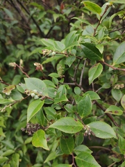 Vaccinium bracteatum