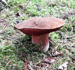 Neoboletus