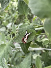 Eudryas unio