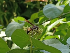Polistes sagittarius