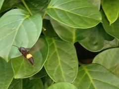 Polistes sagittarius