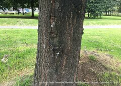 Podocarpus oleifolius