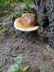 Ganoderma