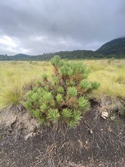 Pinus hartwegii