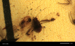 Hemiptera