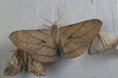 Ennominae