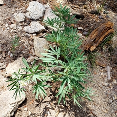 Lupinus hyacinthinus