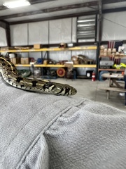 Thamnophis marcianus