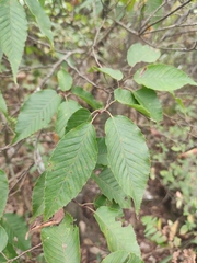 Carpinus turczaninovii