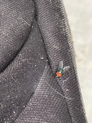 Chrysomya megacephala