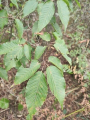 Carpinus turczaninovii