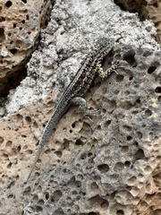 Microlophus indefatigabilis