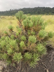 Pinus hartwegii