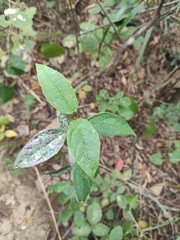 Clerodendrum cyrtophyllum
