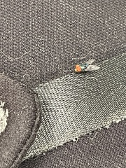 Chrysomya megacephala