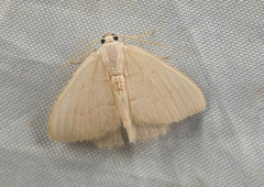 Geometridae