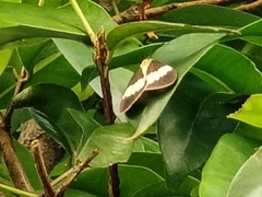 Nyctemera lacticinia