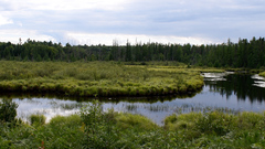 Notropis heterolepis