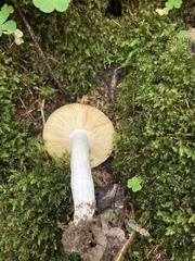 Russula integra