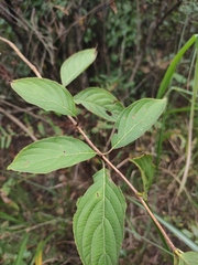 Hydrangea paniculata
