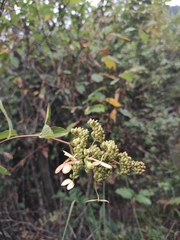 Hydrangea paniculata