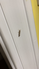 Agriphila tristella