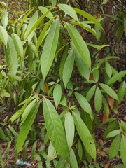 Lindera megaphylla