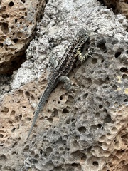 Microlophus indefatigabilis