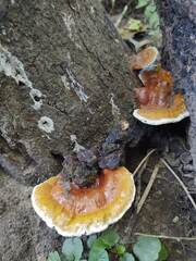 Ganoderma