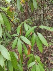 Lindera megaphylla