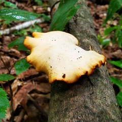 Polyporaceae