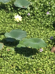 Nymphaea mexicana