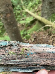 Chlorociboria aeruginascens