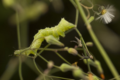 Lepidoptera