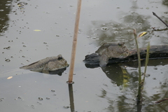 Periophthalmodon schlosseri